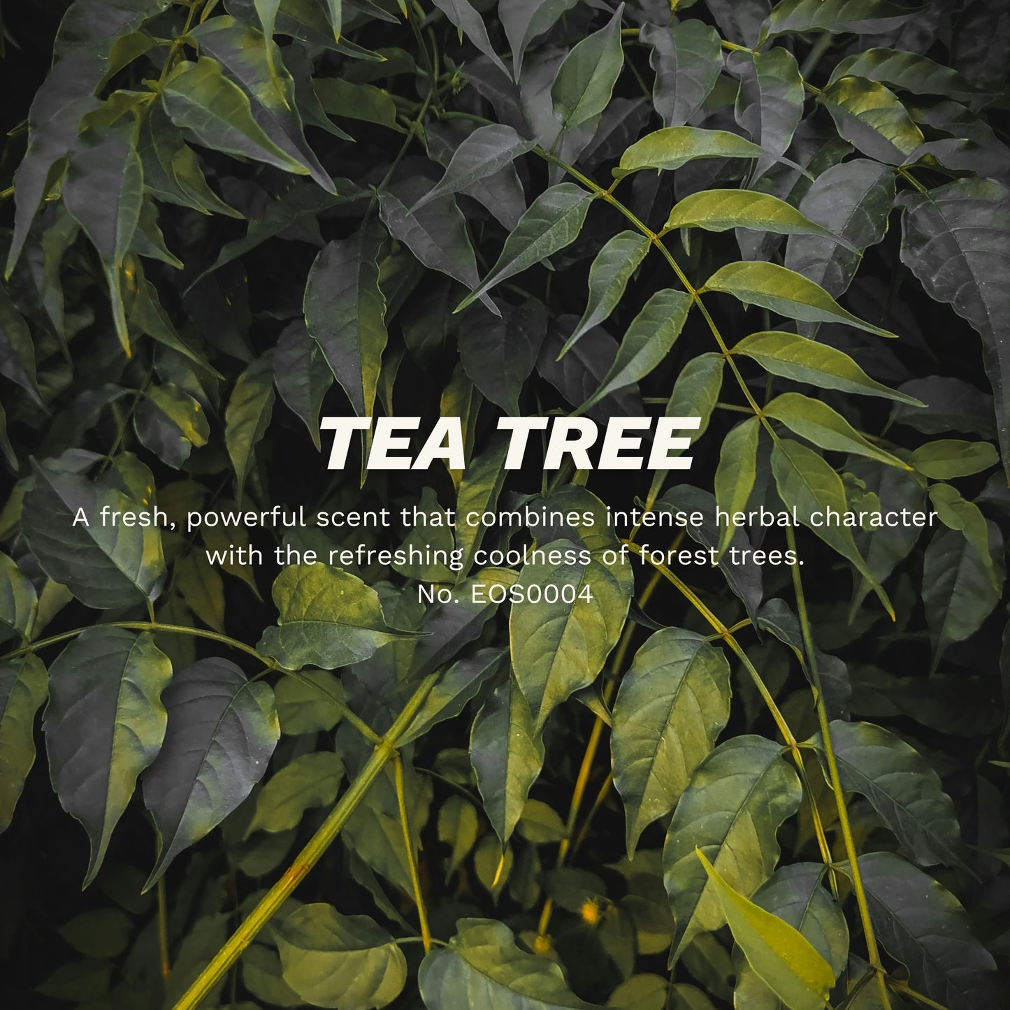 茶樹精油