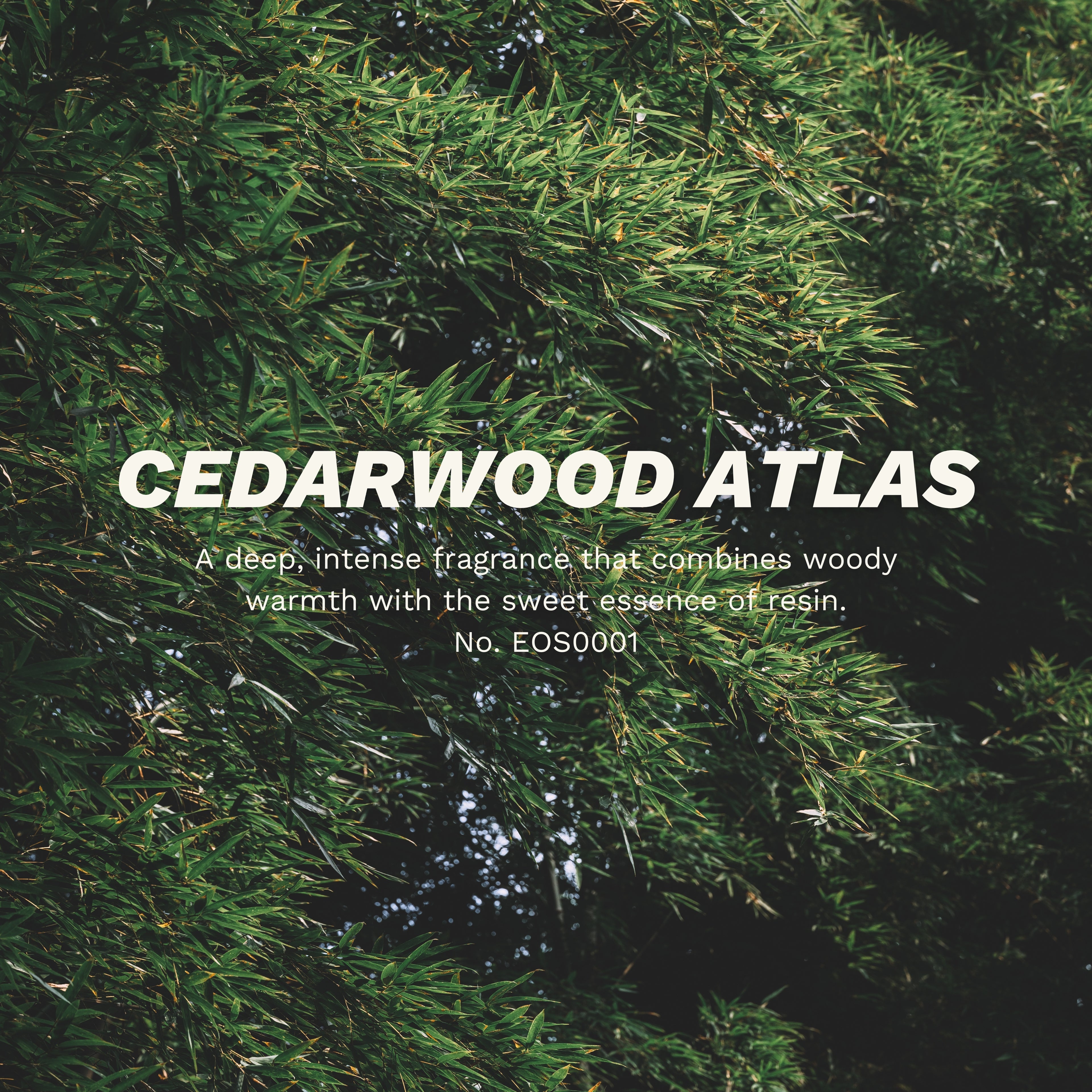 大西洋雪松精油