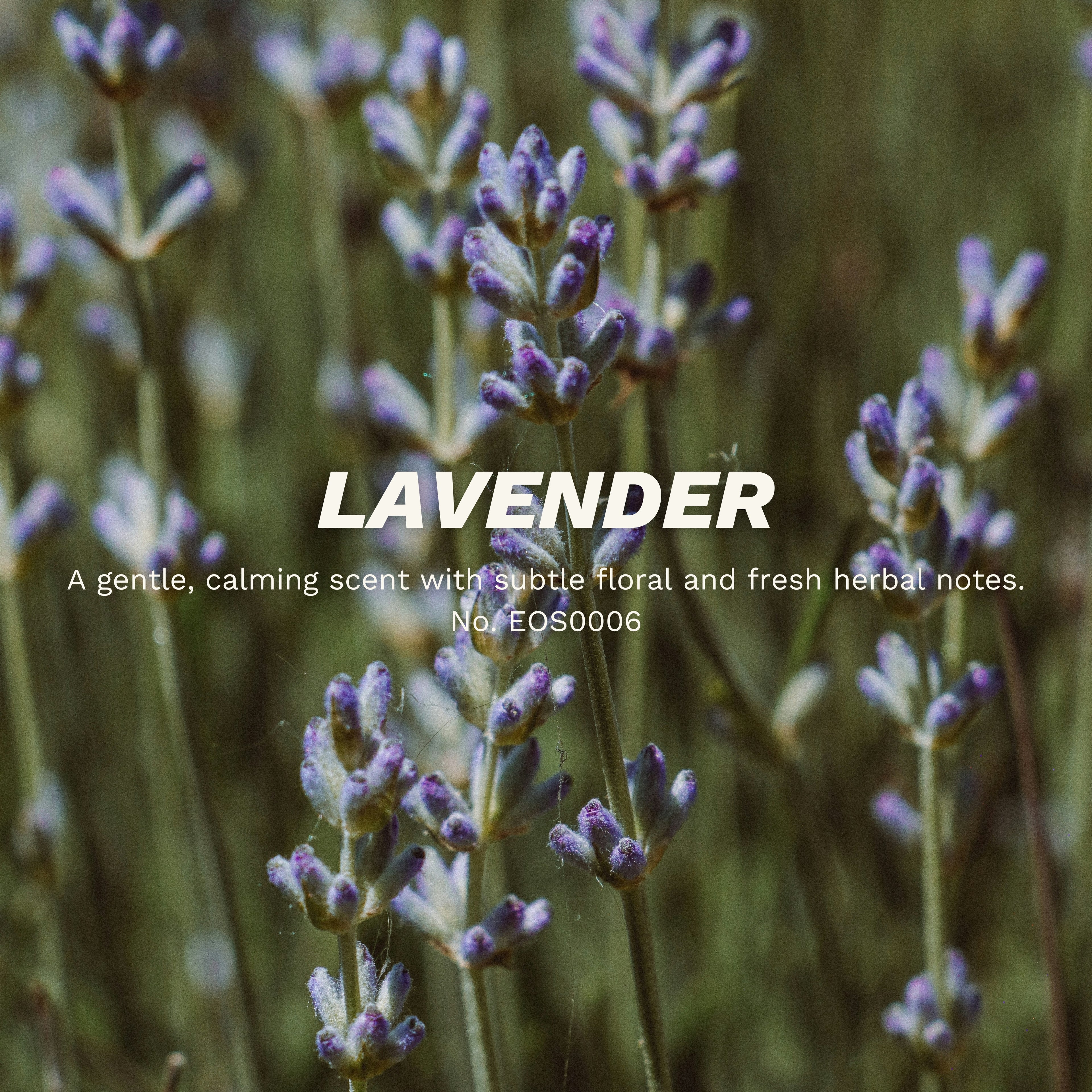 真正薰衣草精油