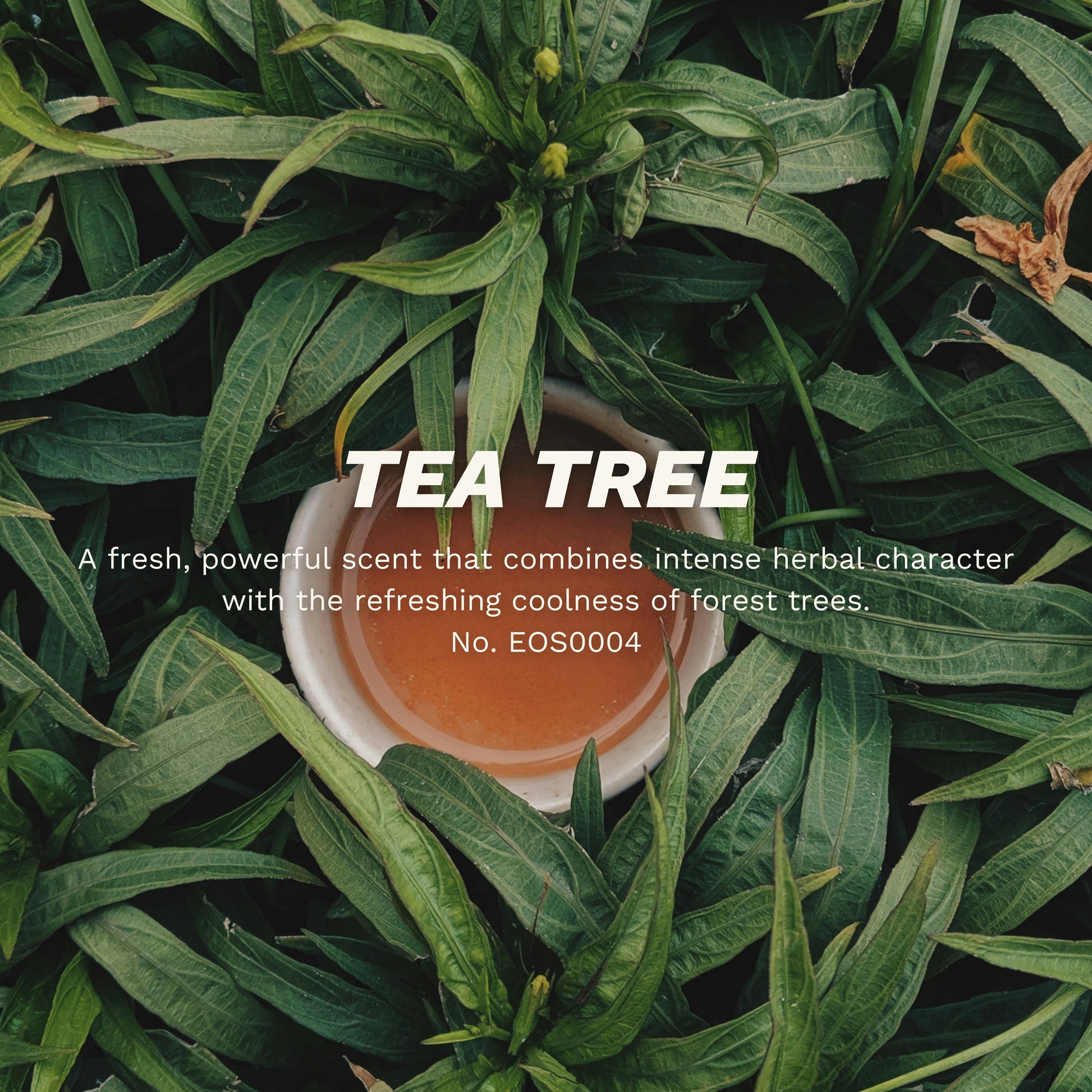 茶樹精油